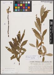 Salix burjatica Nasarow